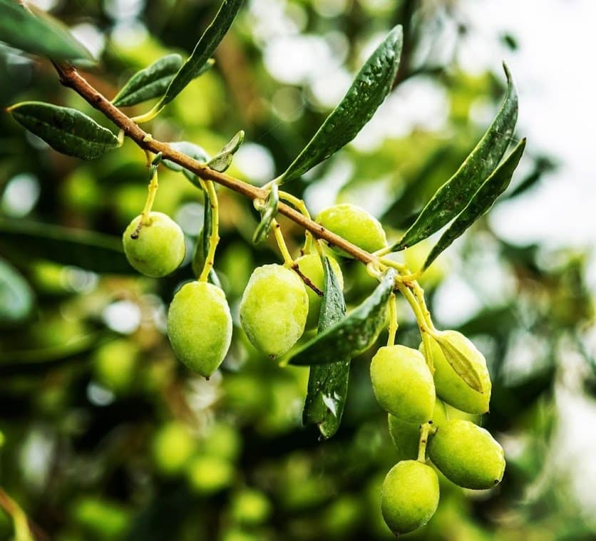 The founder's great-grandparents in the olive groves of Crete