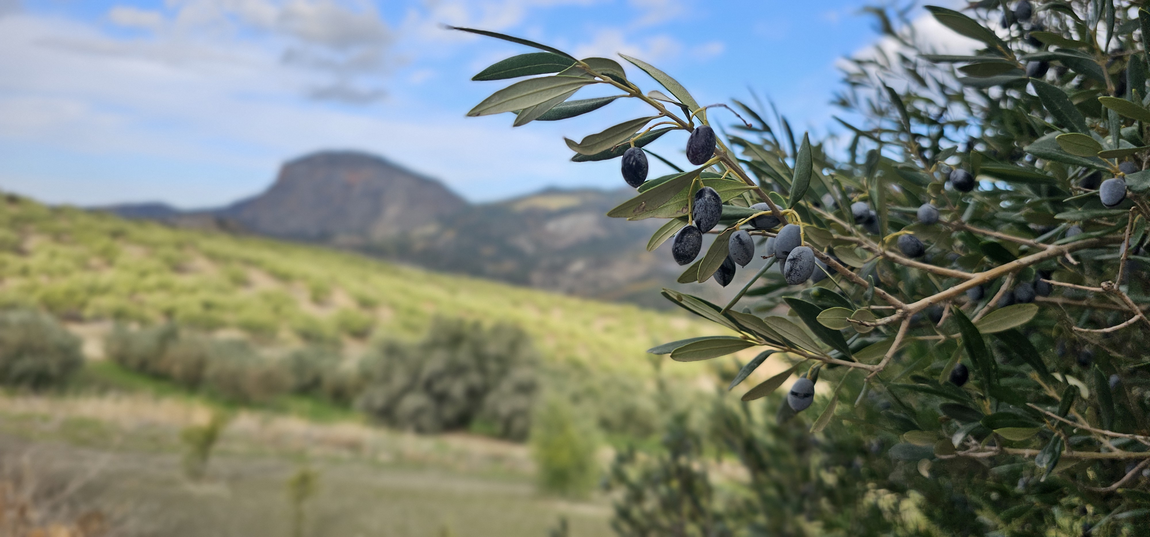 A beautiful sunny day at Asterius Reserve