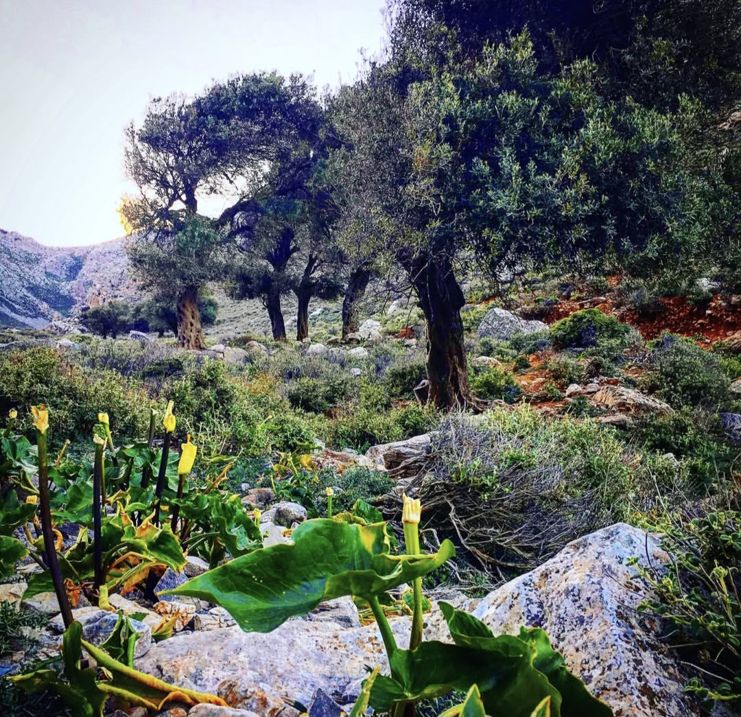 Harvesting from the ancient trees