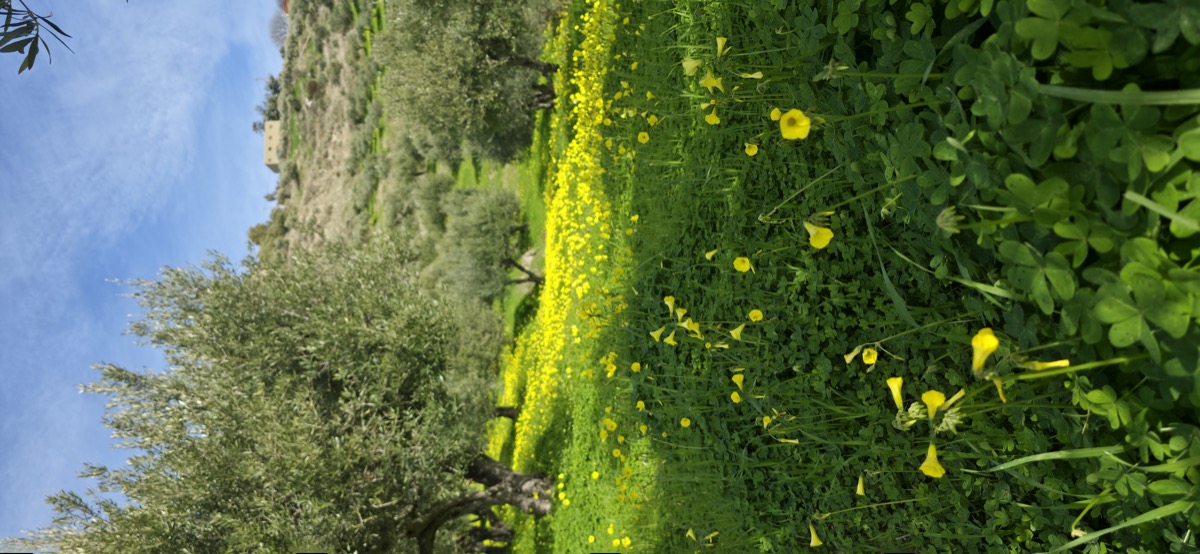 Hand harvesting Koroneiki olives