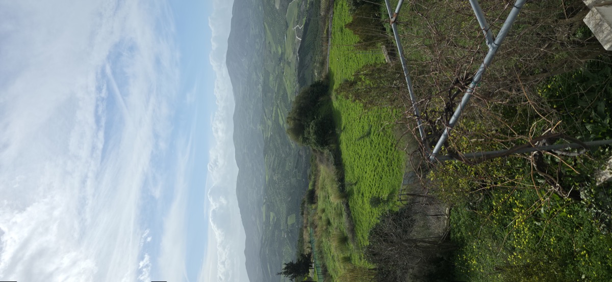 Gathering olives in the nets
