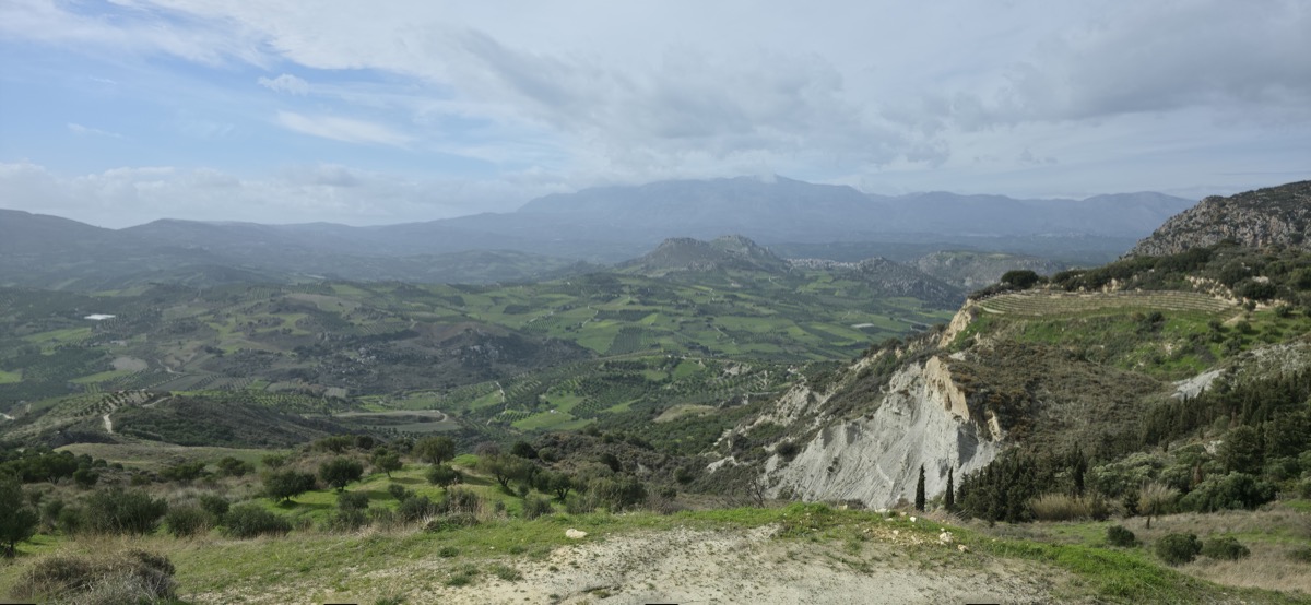 Gathering olives by hand