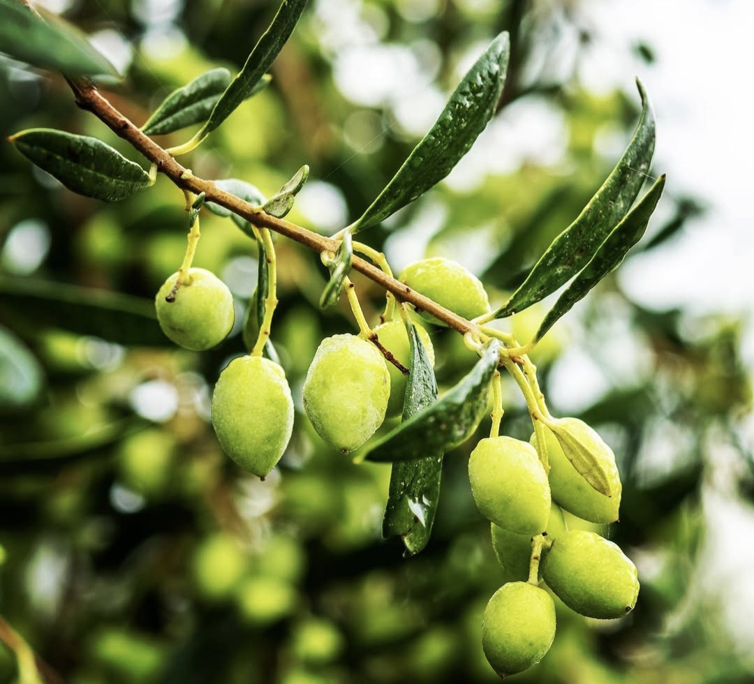 Freshly pressed Asterius Reserve Olive Oil